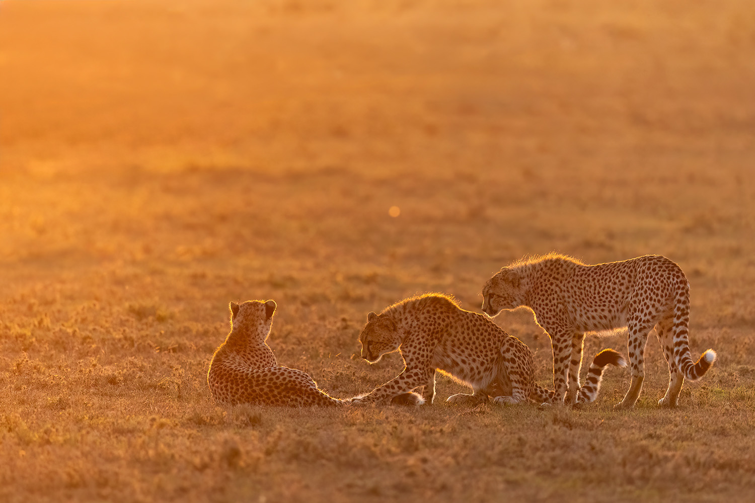 Geparden in der Maasai Mara, Kenia.